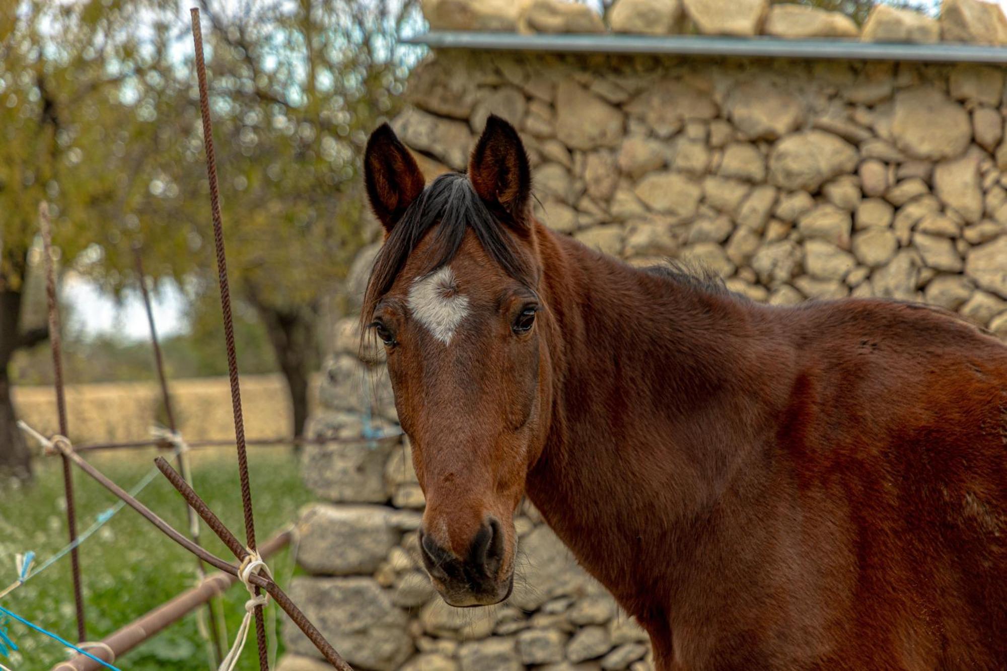 Masseria Usamborgia Noto Exteriör bild